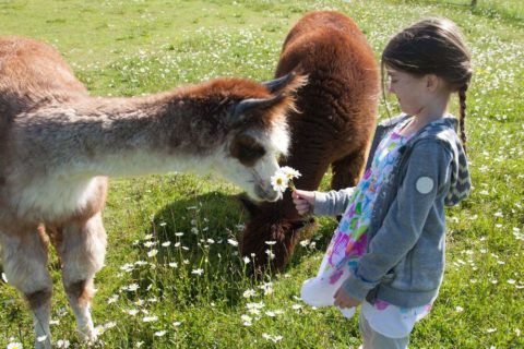 Alpaca child